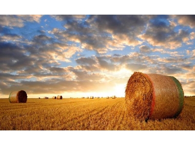 农村振兴视角下的农业经济管理优化策略研究
