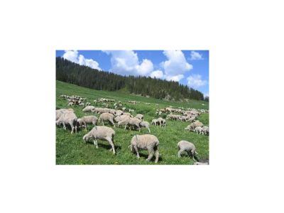 黔南州畜牧业现状及畜牧产业发展存在的问题及对策研究