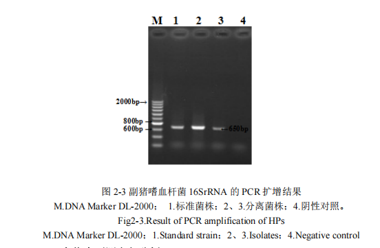 副猪嗜血杆菌 16SrRNA 的 PCR 扩增结果